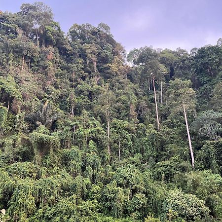 Ridho'S Homestay & Jungle Trekking Bukit Lawang Bagian luar foto