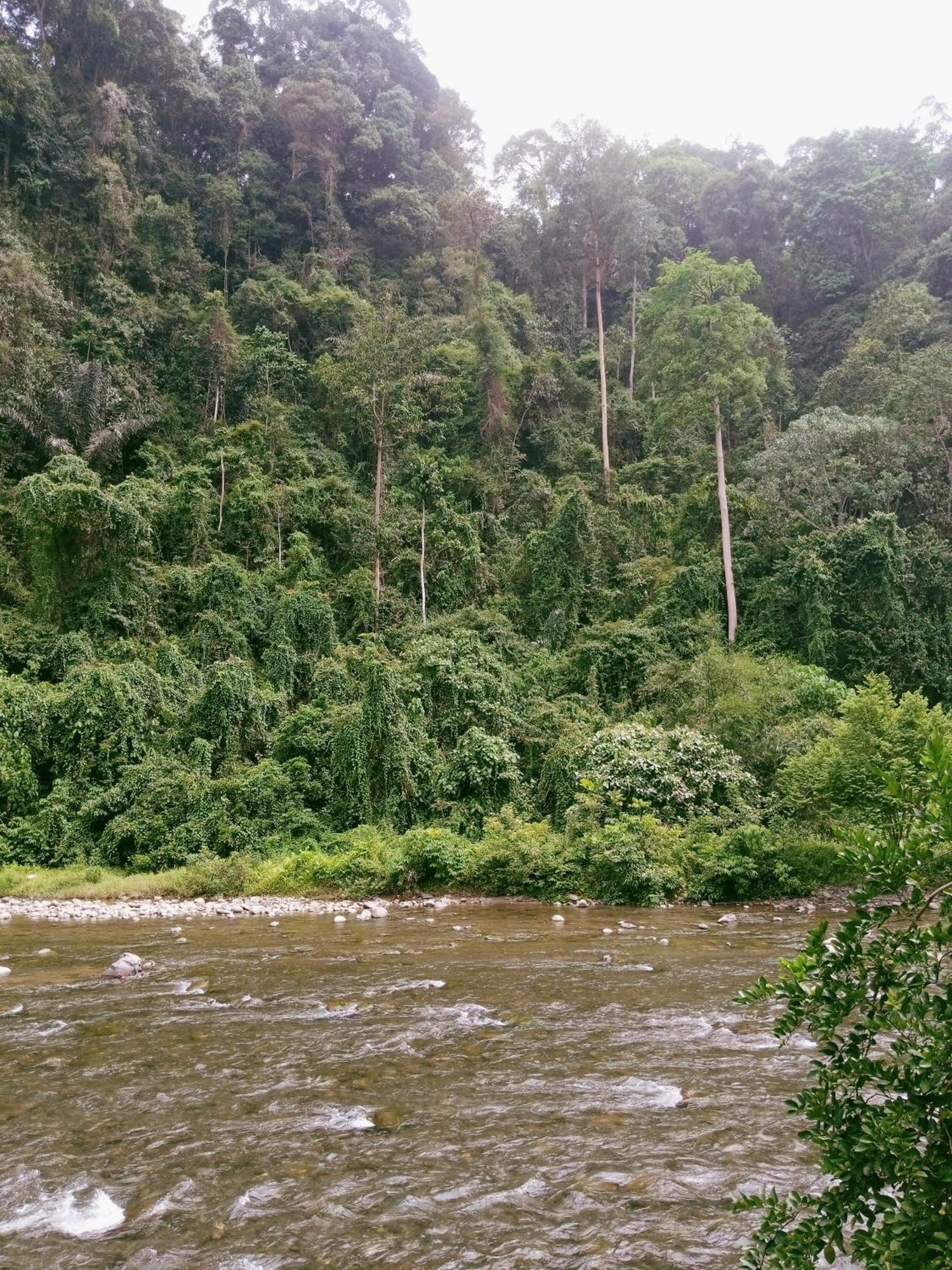 Ridho'S Homestay & Jungle Trekking Bukit Lawang Bagian luar foto
