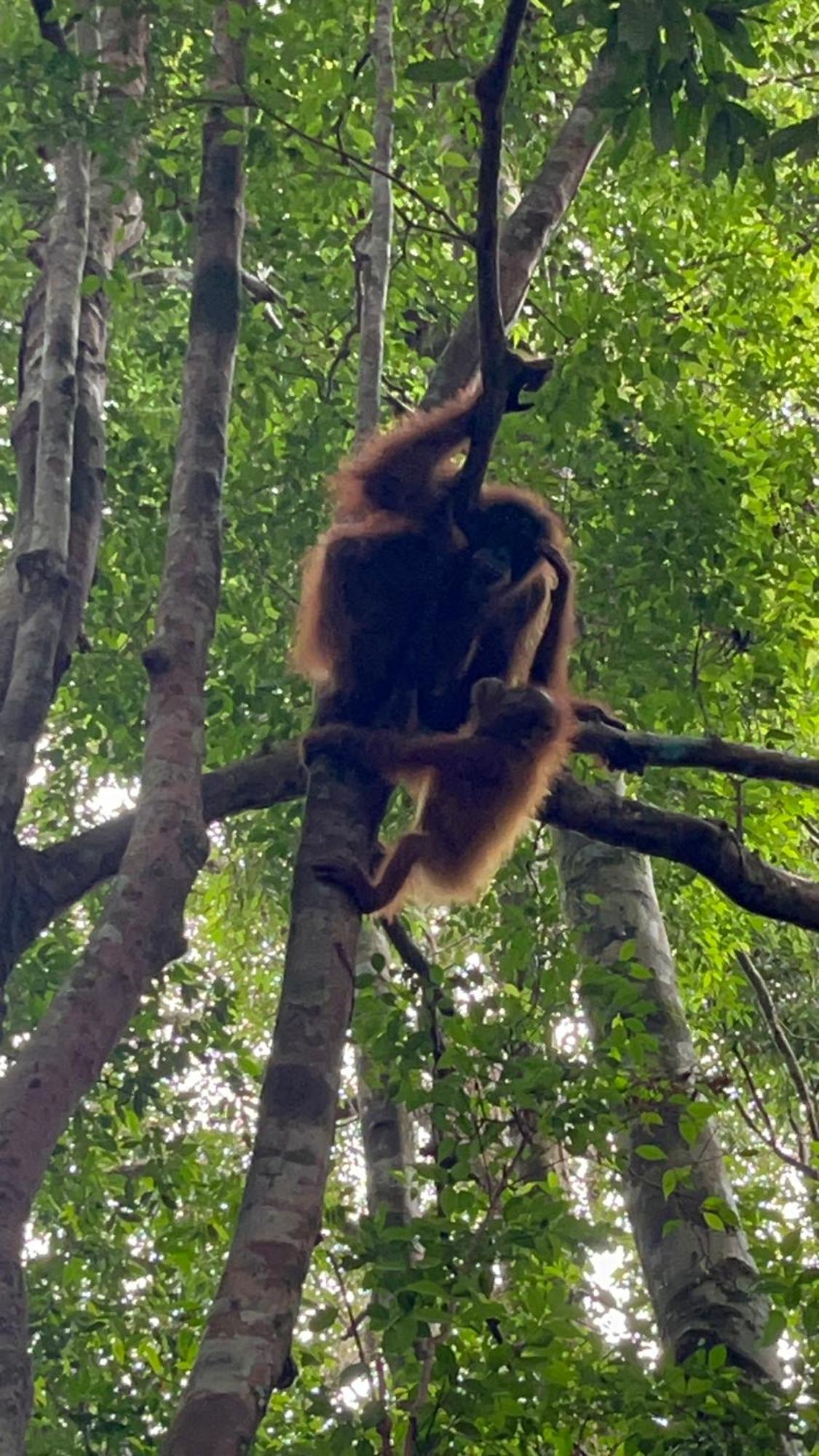 Ridho'S Homestay & Jungle Trekking Bukit Lawang Bagian luar foto