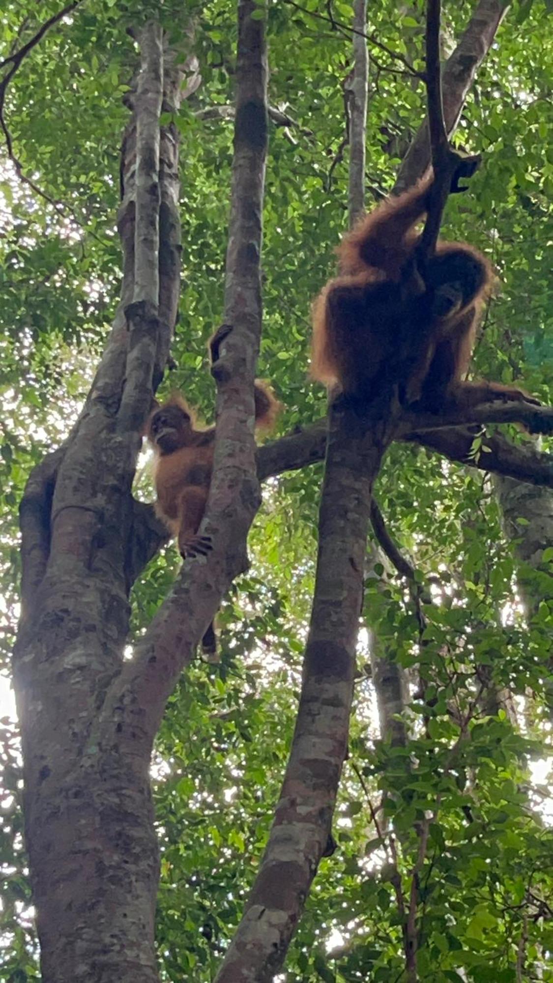 Ridho'S Homestay & Jungle Trekking Bukit Lawang Bagian luar foto