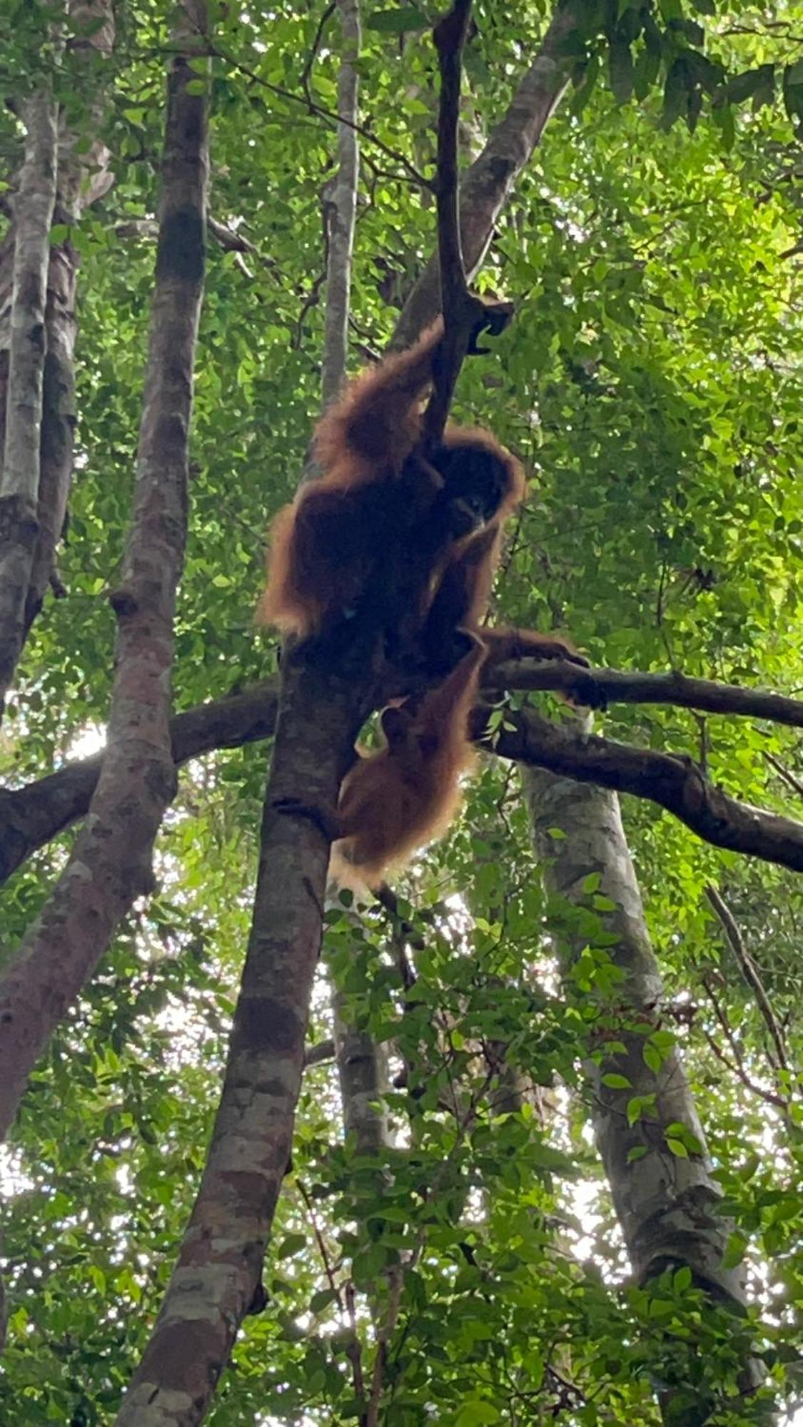 Ridho'S Homestay & Jungle Trekking Bukit Lawang Bagian luar foto