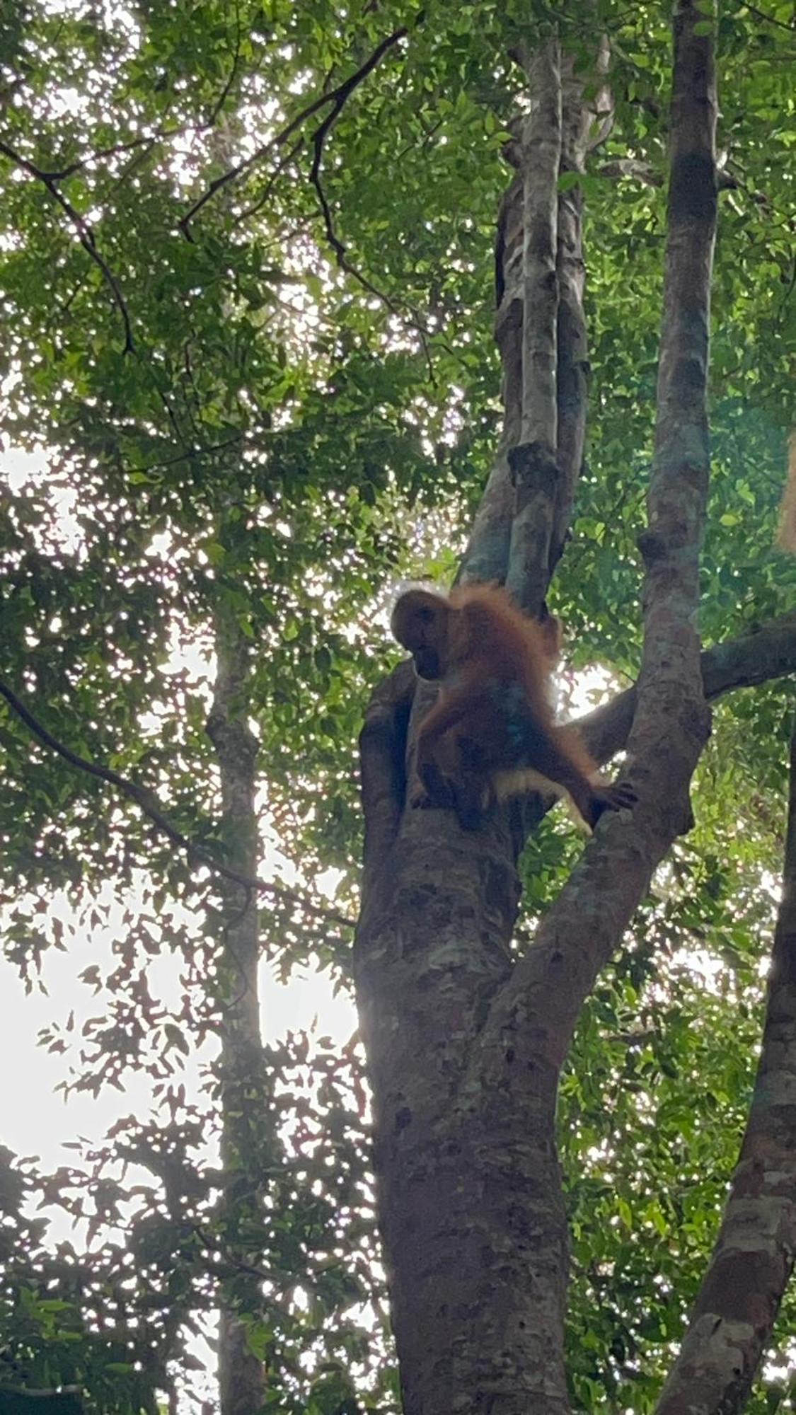 Ridho'S Homestay & Jungle Trekking Bukit Lawang Bagian luar foto