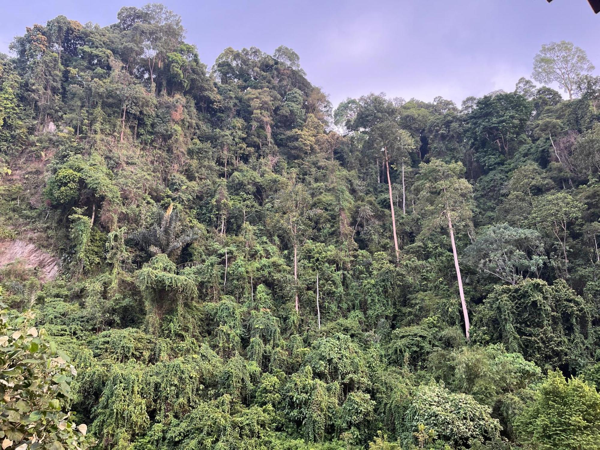 Ridho'S Homestay & Jungle Trekking Bukit Lawang Bagian luar foto