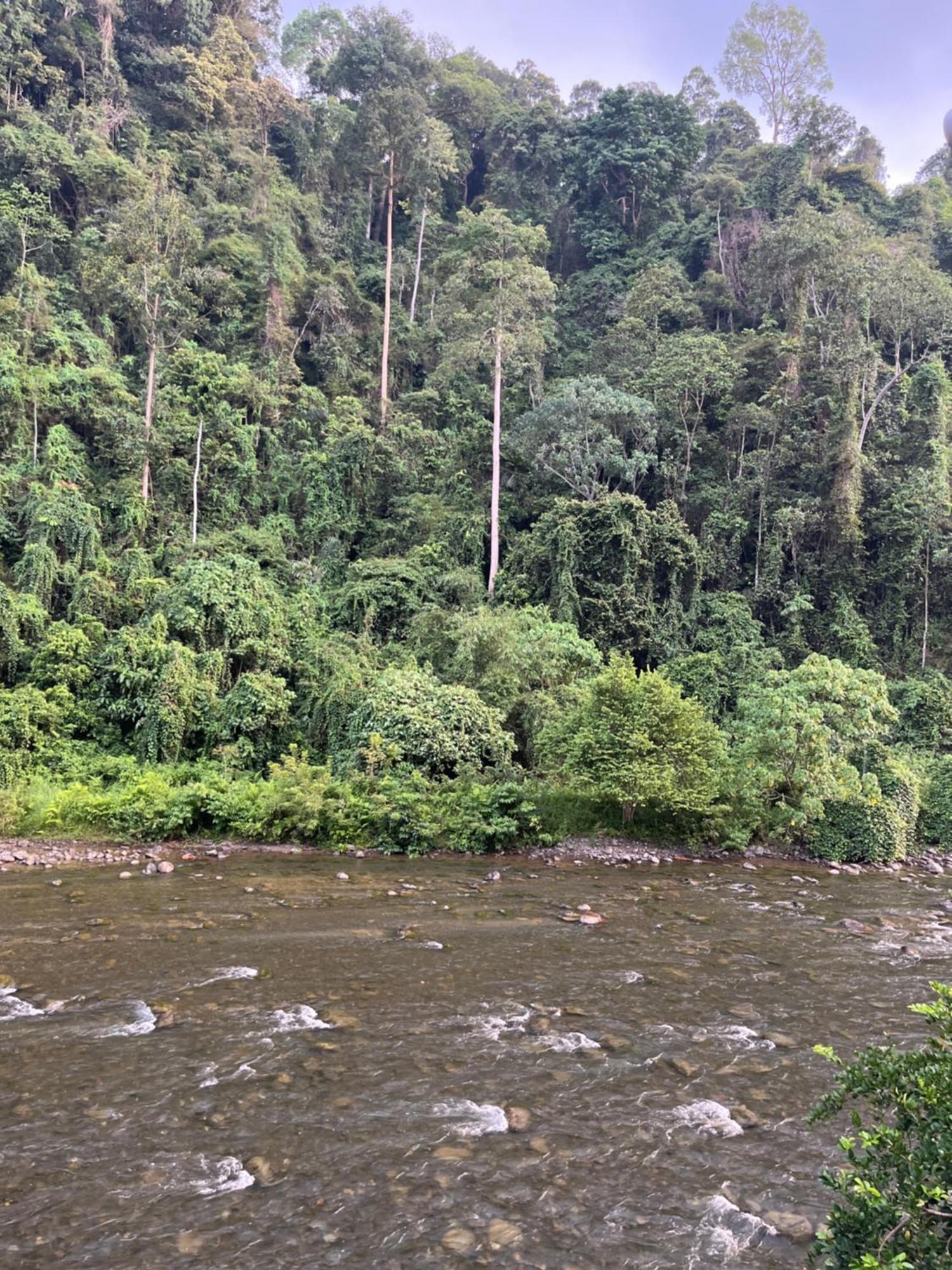 Ridho'S Homestay & Jungle Trekking Bukit Lawang Ruang foto