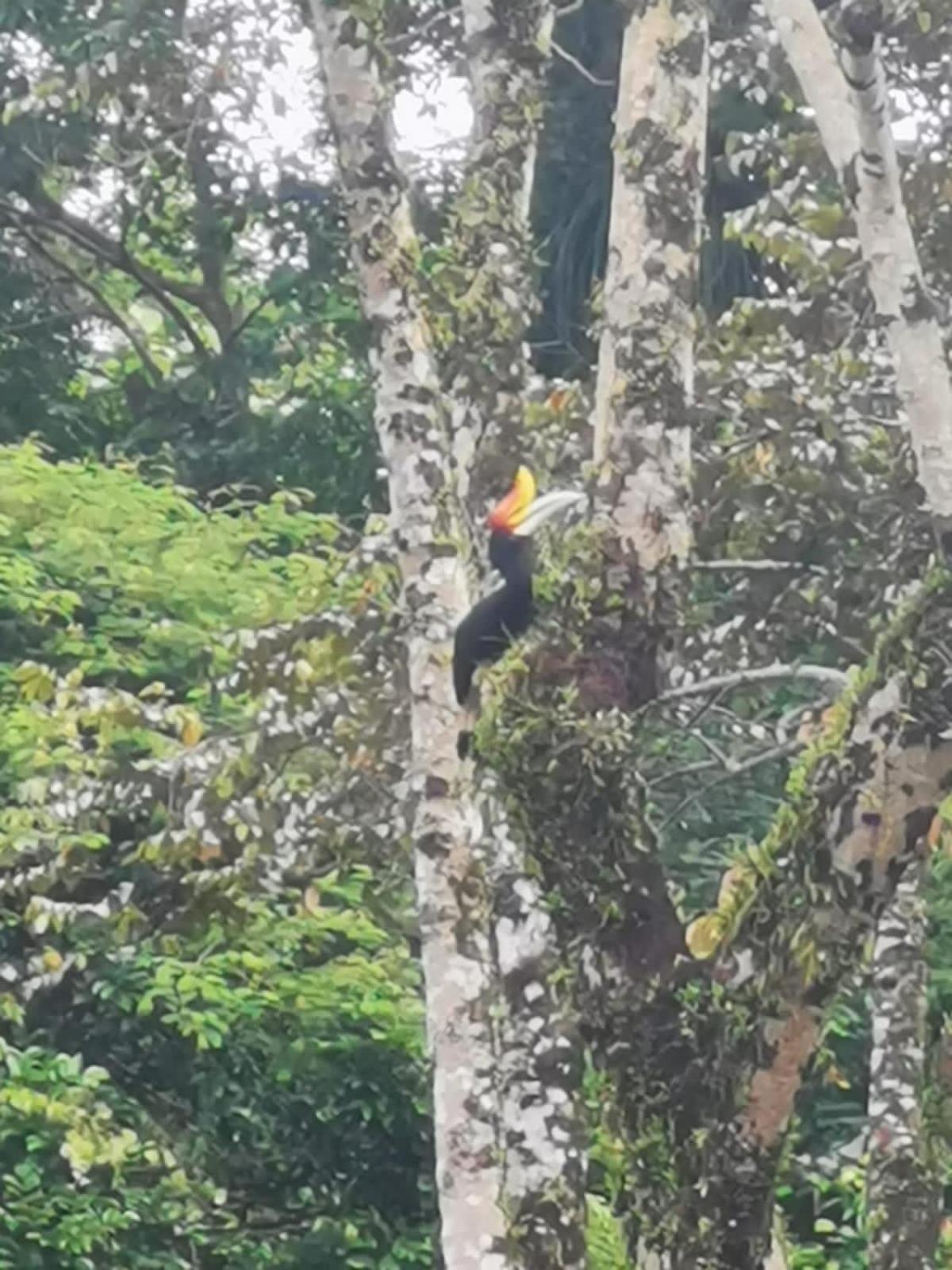 Ridho'S Homestay & Jungle Trekking Bukit Lawang Bagian luar foto