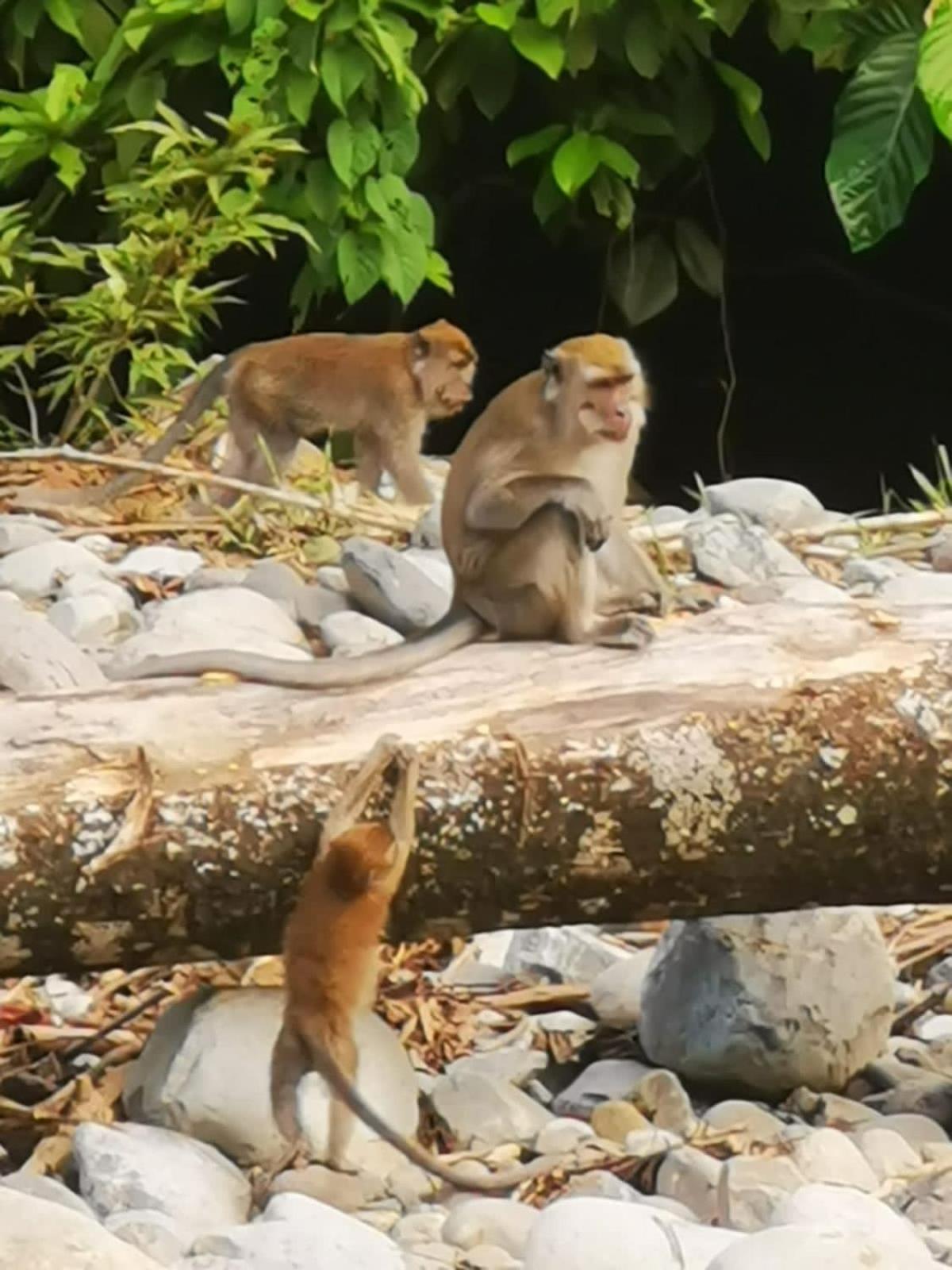 Ridho'S Homestay & Jungle Trekking Bukit Lawang Bagian luar foto