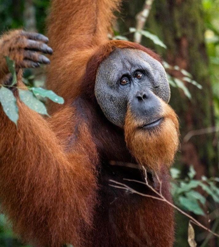 Ridho'S Homestay & Jungle Trekking Bukit Lawang Bagian luar foto